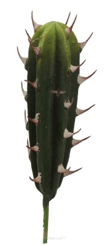 Kaktus dekoracyjny na piku KSD013 28cm