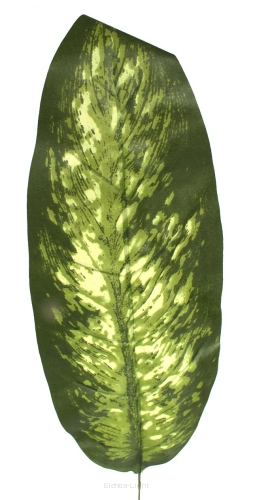 Liść Difenbachia duży 70cm KDG54