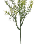 Asparagus FXDJ403/A