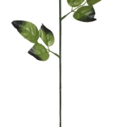 Łodyga do róży KDGE500 60cm